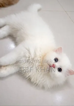 3-6 Months Male Purebred Persian