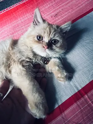 3-6 Months Female Purebred Persian