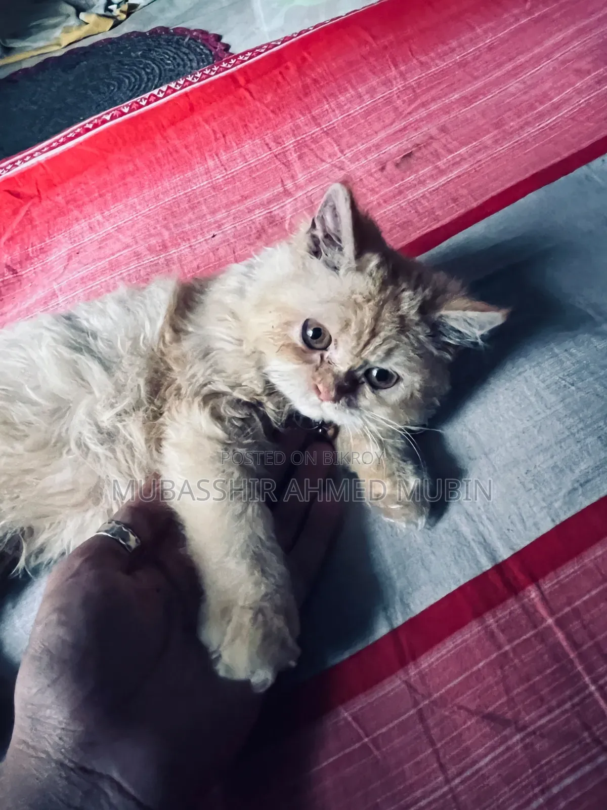 3-6 Months Female Purebred Persian