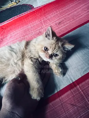 3-6 Months Female Purebred Persian