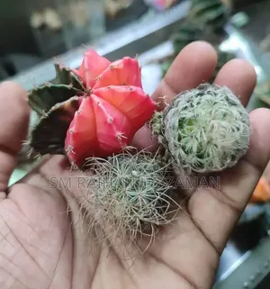 মিক্সড ক্যাকটাস বিক্রি হবে