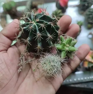 মিক্সড ক্যাকটাস বিক্রি হবে