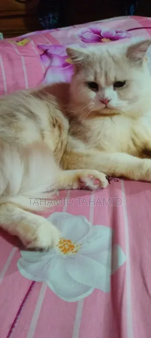 1+ Year Male Purebred Persian