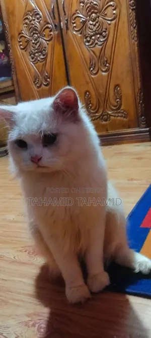 1+ Year Male Purebred Persian