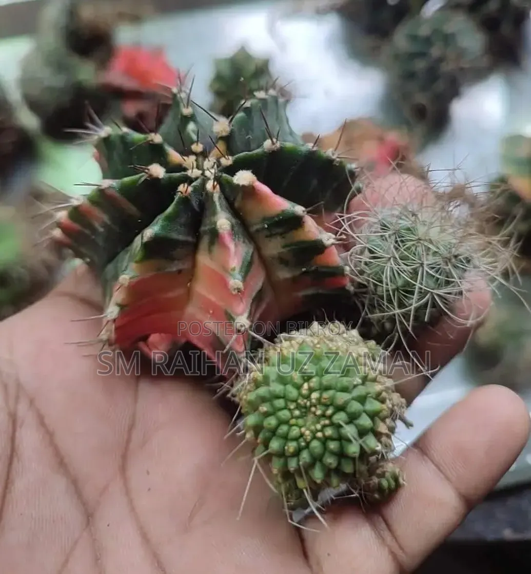মিক্সড ক্যাকটাস বিক্রি হবে