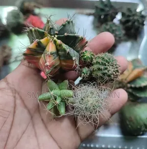 মিক্সড ক্যাকটাস বিক্রি হবে