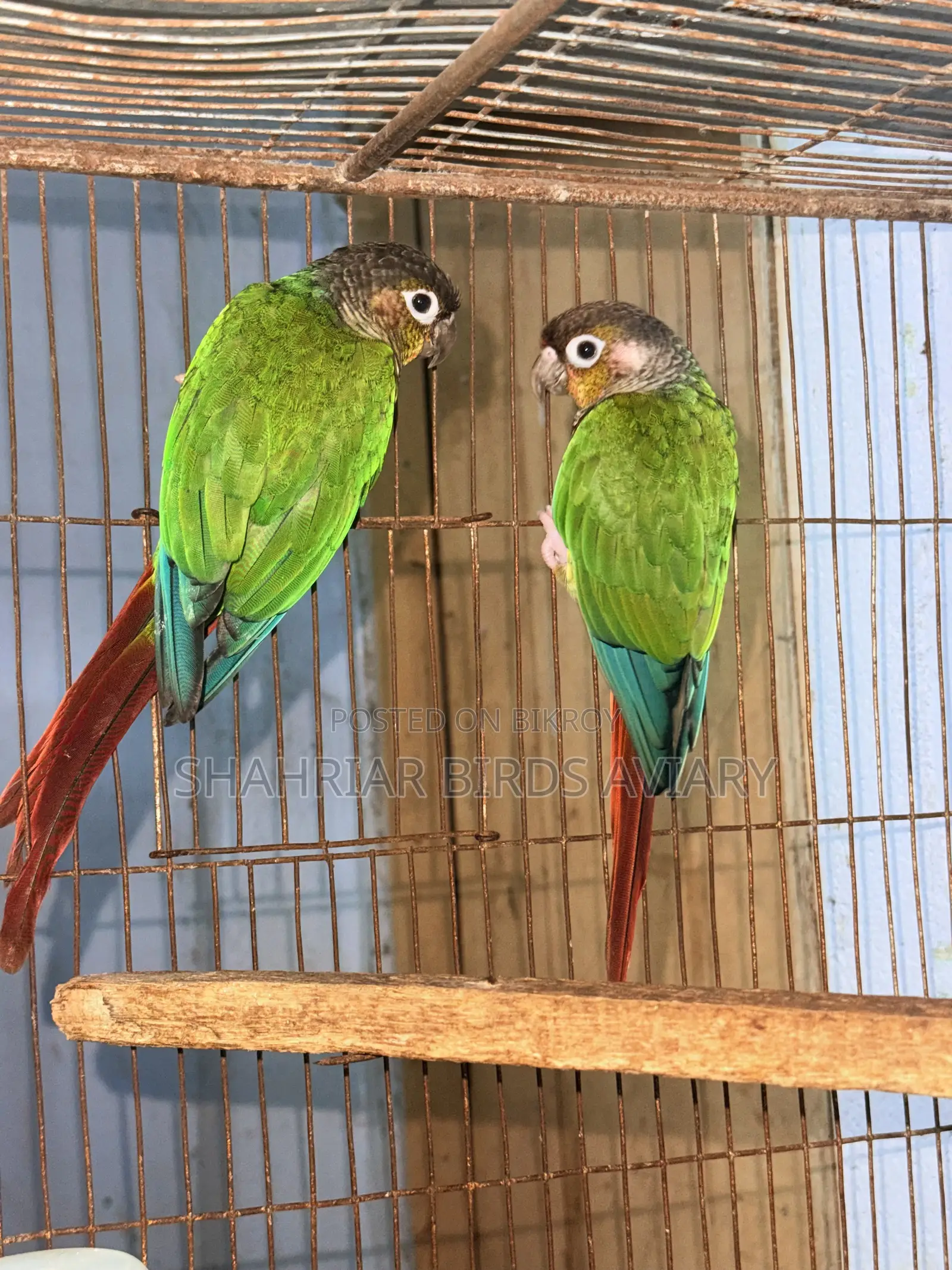 গ্রিন চিক কনিউর পাখি