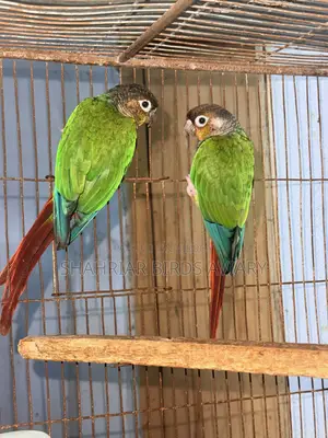 গ্রিন চিক কনিউর পাখি