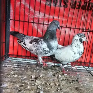 Giribaj pigeon for sale