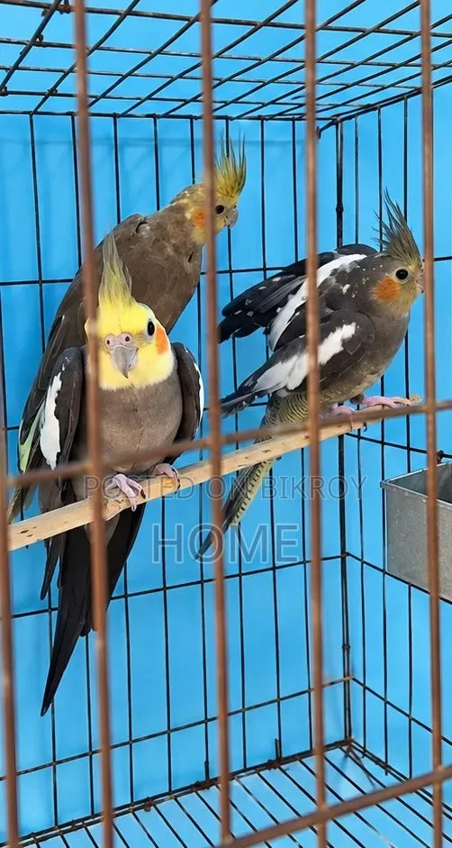 Running Cockatiel Bird