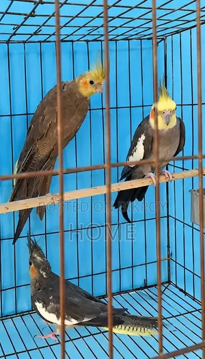 Running Cockatiel Bird