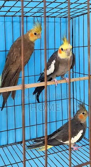 Running Cockatiel Bird