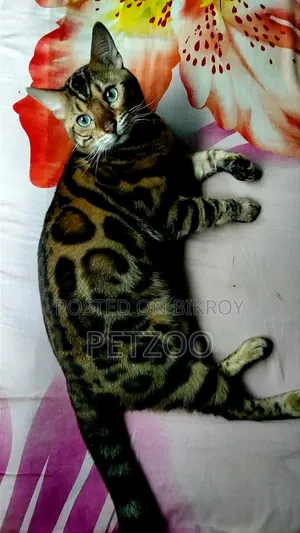 1+ Year Male Purebred Bengal