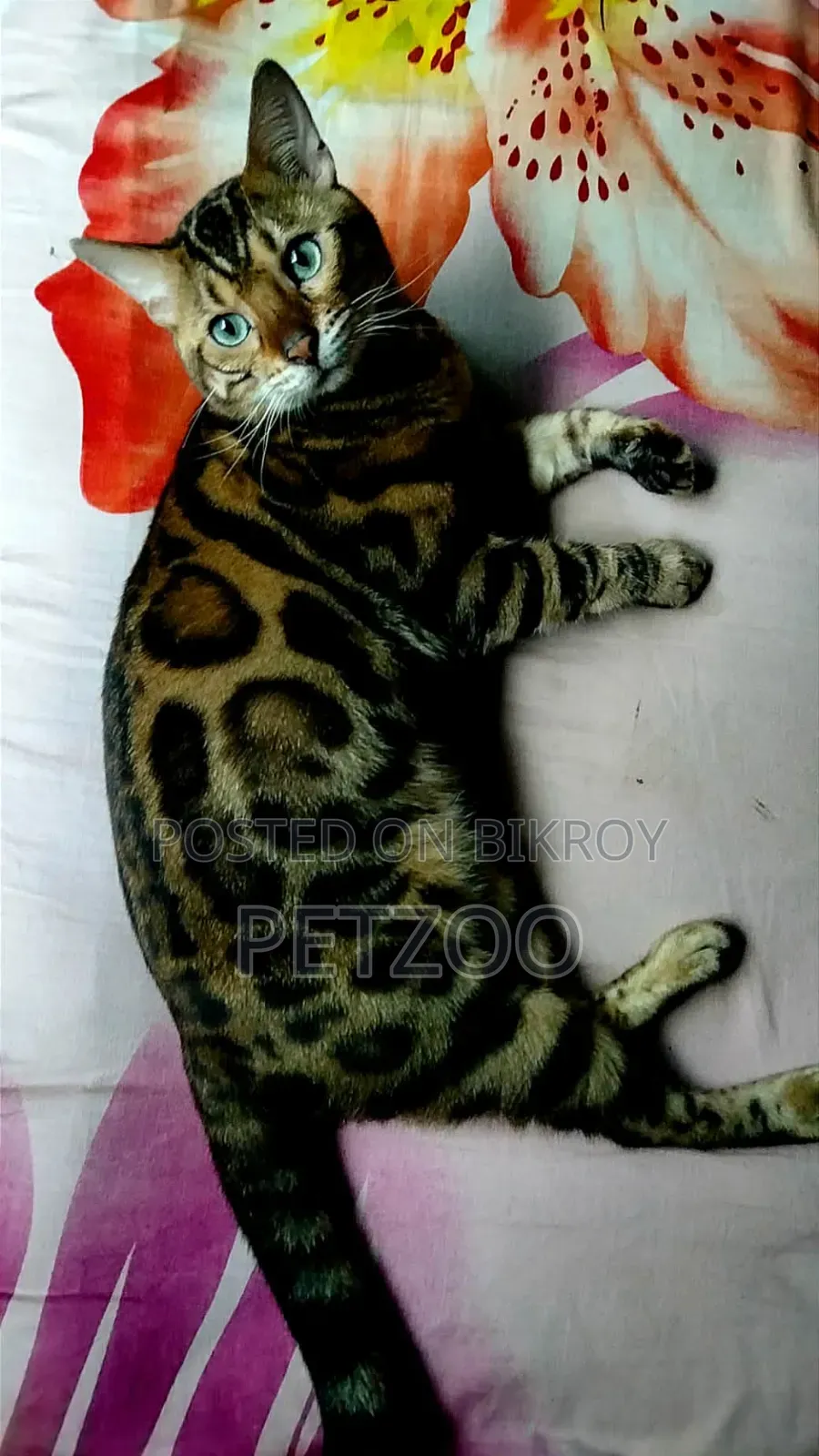 1+ Year Male Purebred Bengal