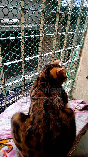 1+ Year Male Purebred Bengal