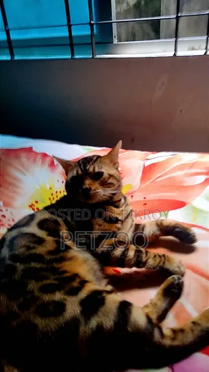 1+ Year Male Purebred Bengal