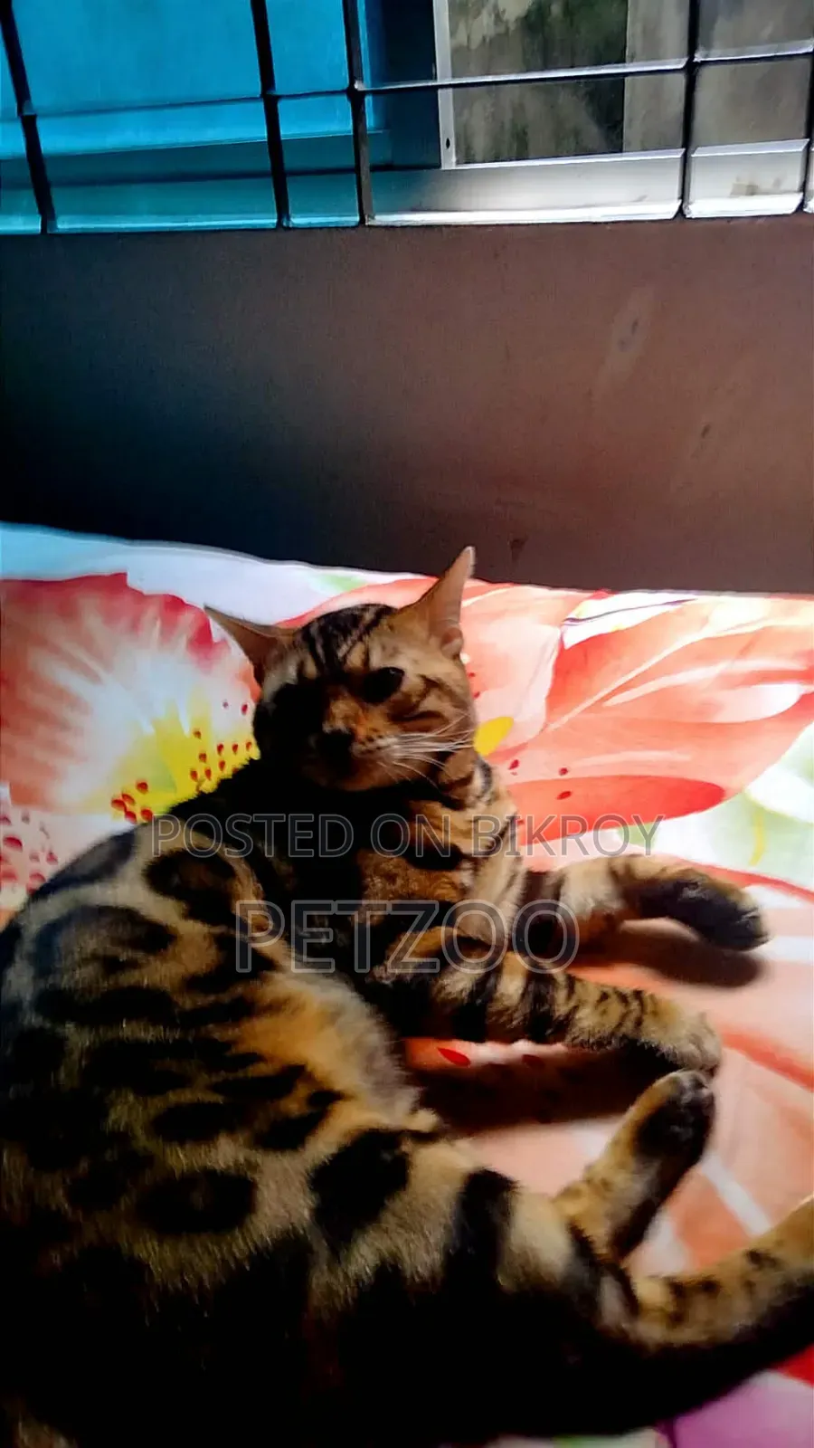 1+ Year Male Purebred Bengal
