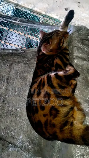 1+ Year Male Purebred Bengal