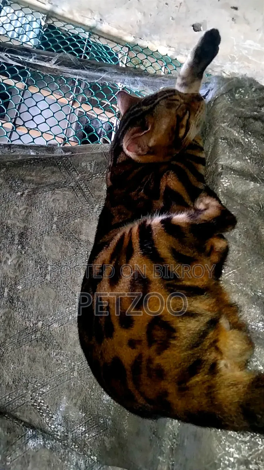 1+ Year Male Purebred Bengal