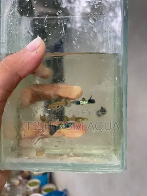 Blue Metal Lace Guppy
