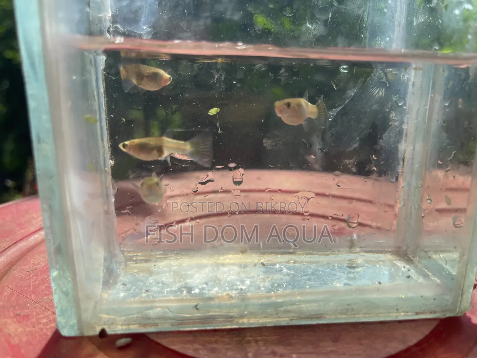 Blue Metal Lace Guppy