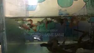 Red Dragon Guppy