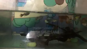 Red Dragon Guppy