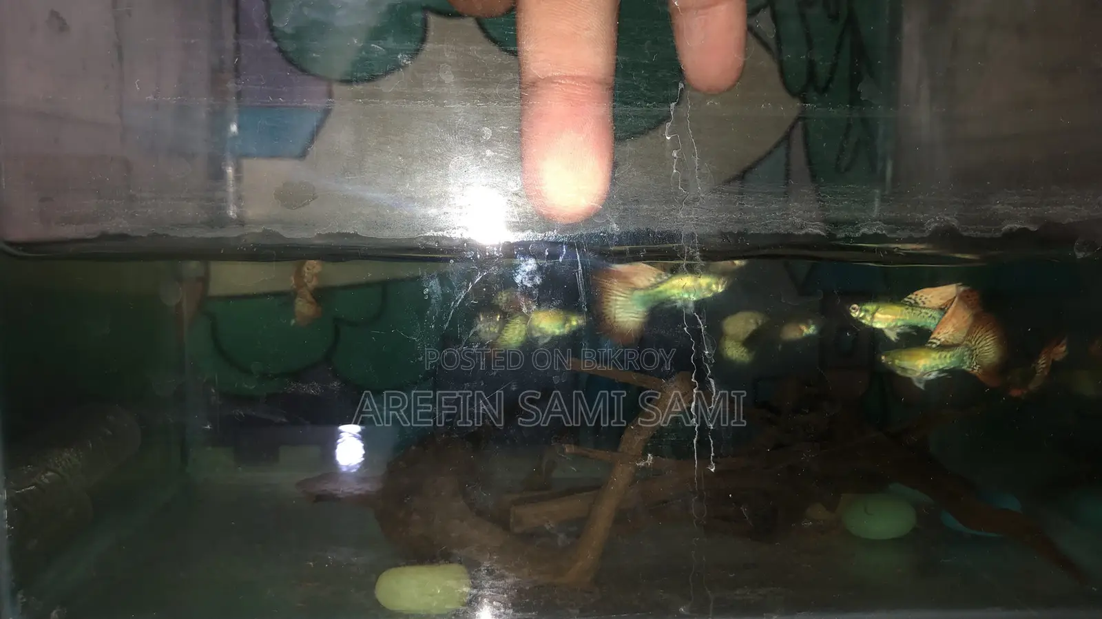 Red Dragon Guppy