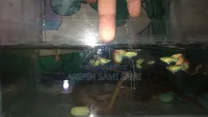 Red Dragon Guppy
