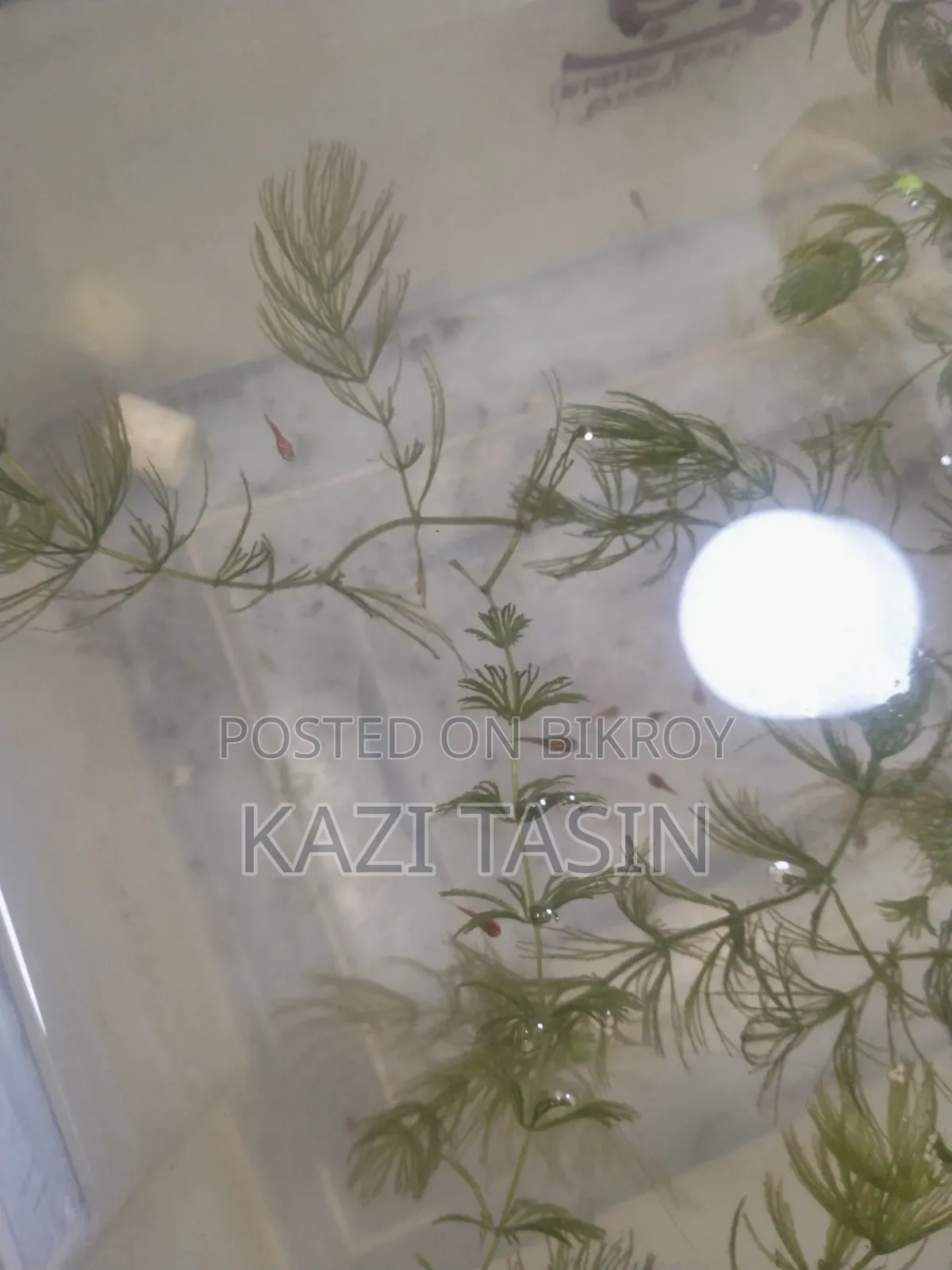 Platy Fish Baby