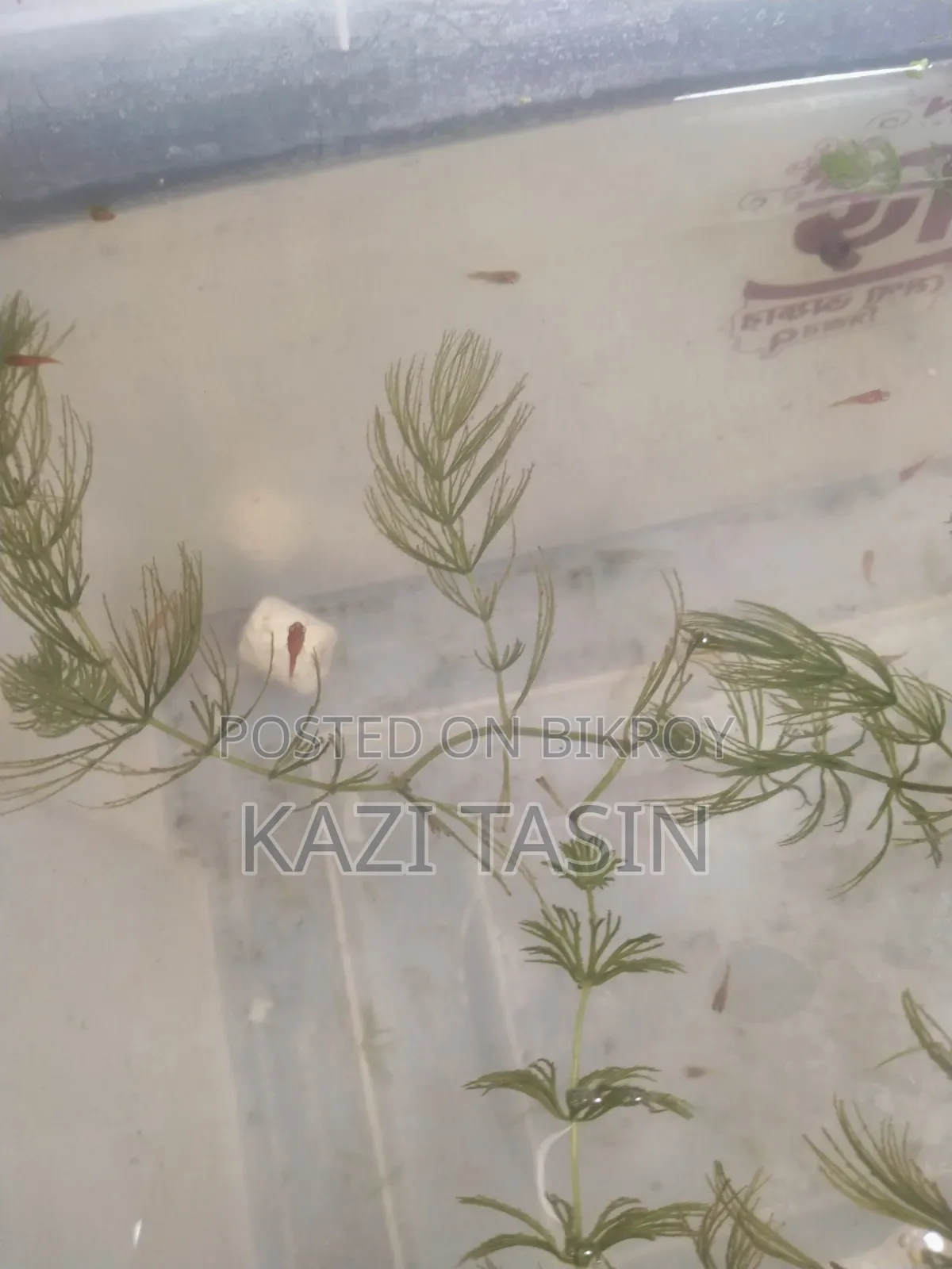 Platy Fish Baby