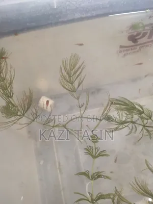 Platy Fish Baby