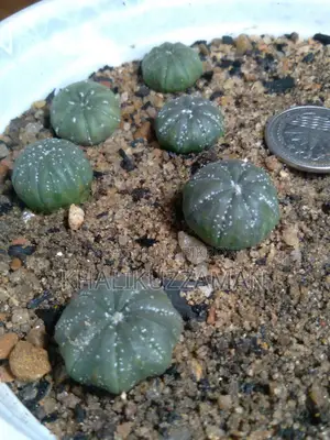 Astro Cactus