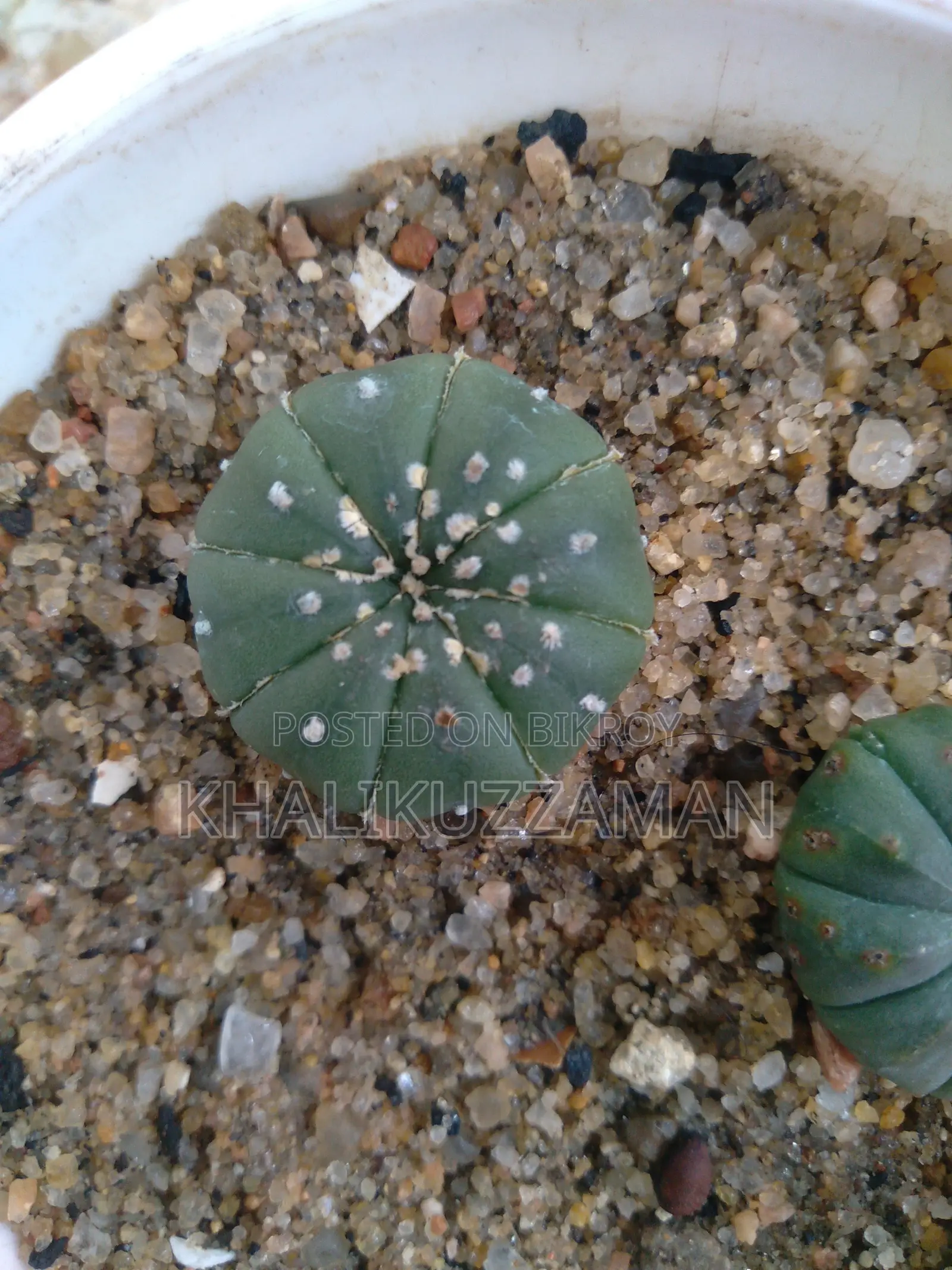 Astro Cactus