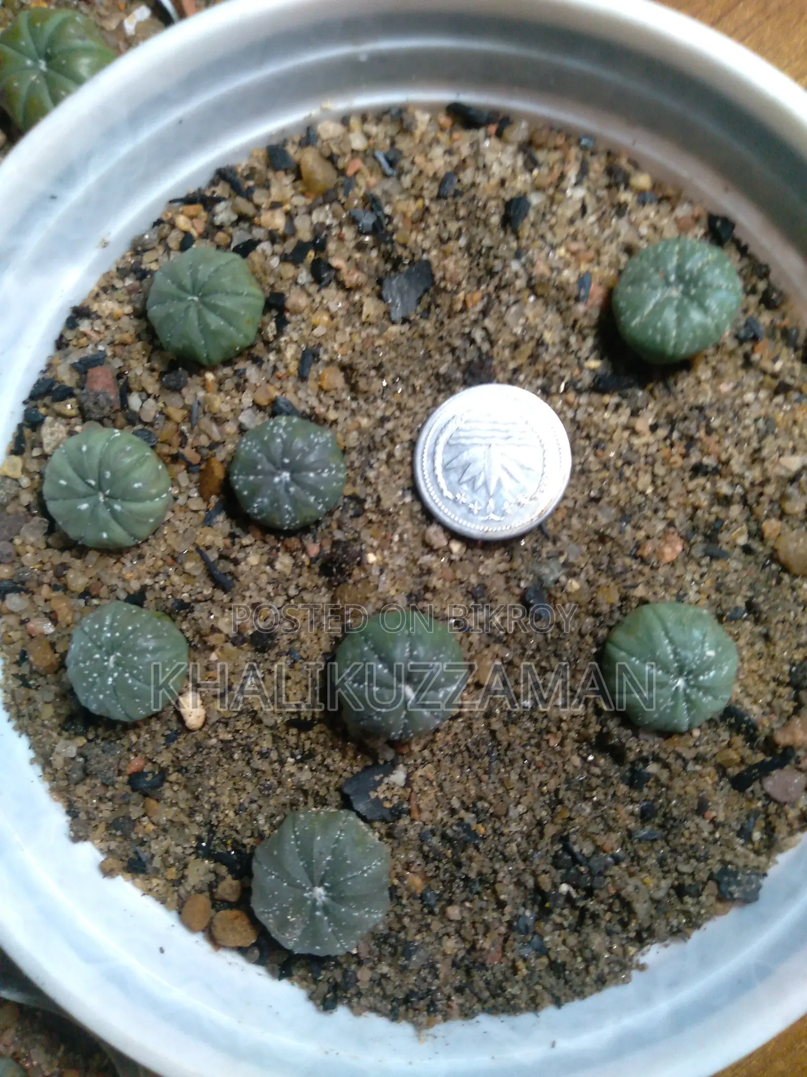 Astro Cactus