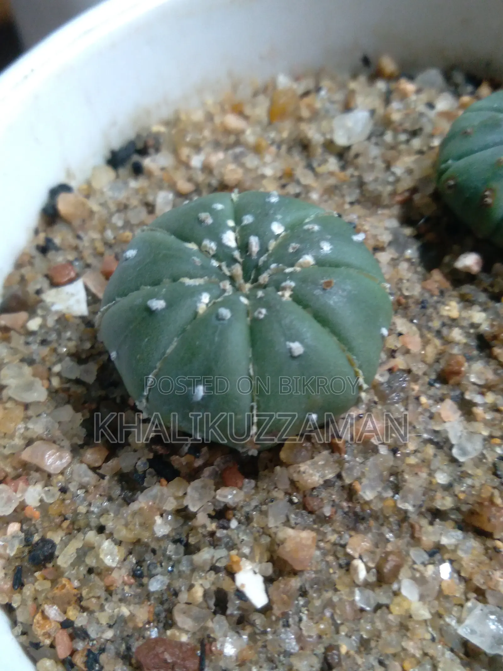 Astro Cactus