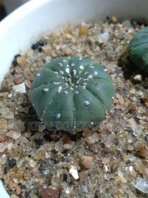 Astro Cactus