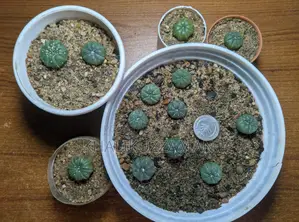 Astro Cactus
