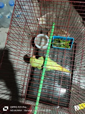 ইন্ডিয়ান রিংনেট পাখি