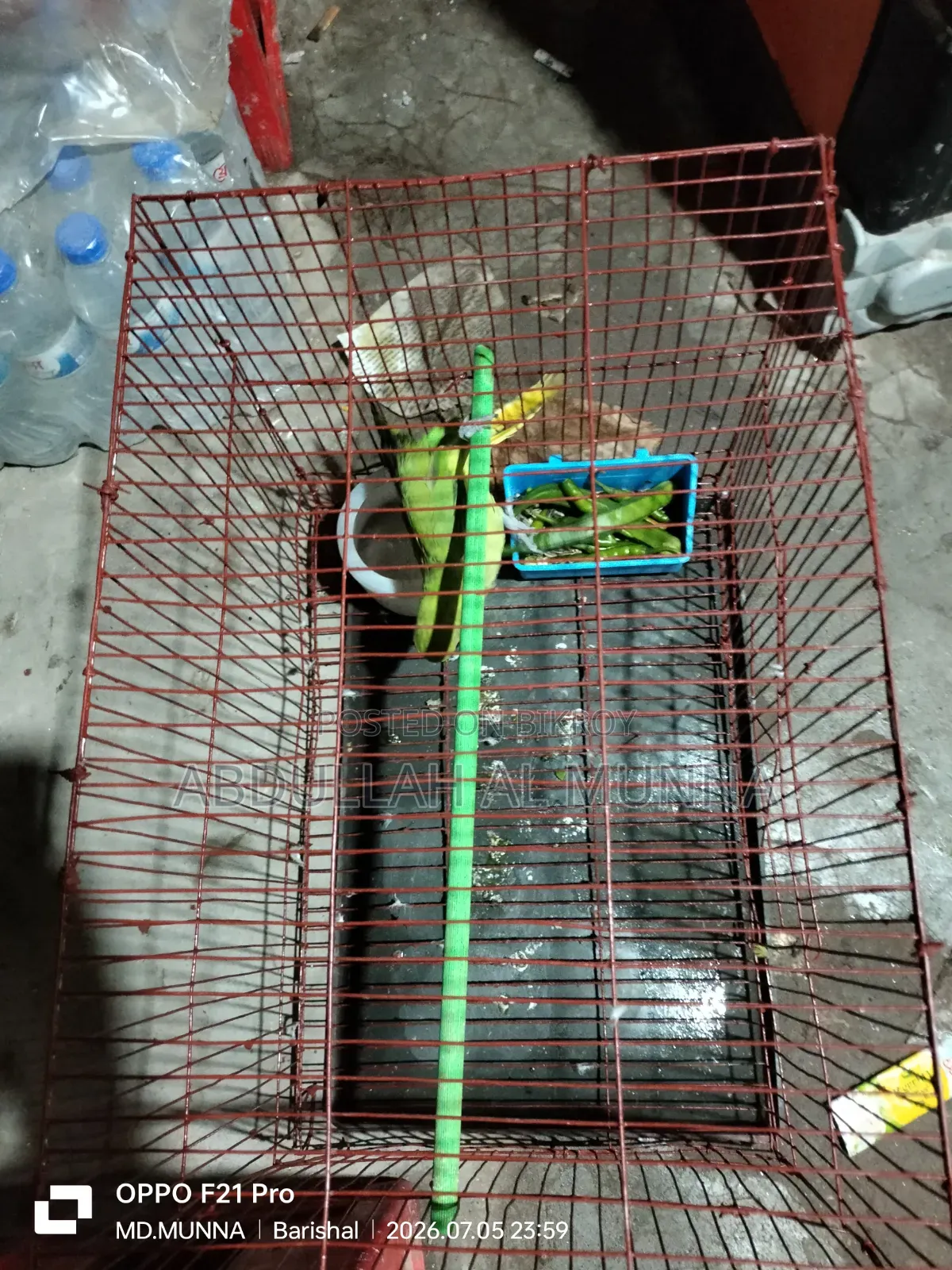 ইন্ডিয়ান রিংনেট পাখি