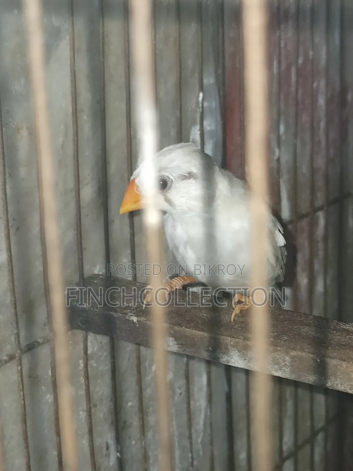 Adult Pair Sell Hoby Please Inbox