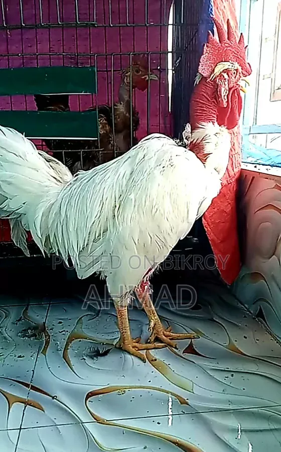 পাহাড়ি গলাছিলা জোড়া আর ক্রস বন মোরগ বিক্রি হবে