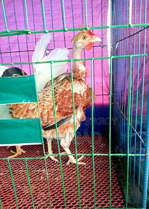 পাহাড়ি গলাছিলা জোড়া আর ক্রস বন মোরগ বিক্রি হবে