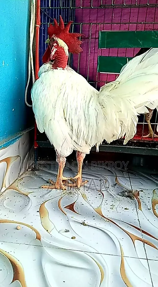 পাহাড়ি গলাছিলা জোড়া আর ক্রস বন মোরগ বিক্রি হবে