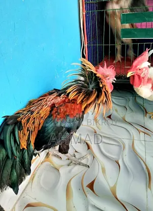 পাহাড়ি গলাছিলা জোড়া আর ক্রস বন মোরগ বিক্রি হবে