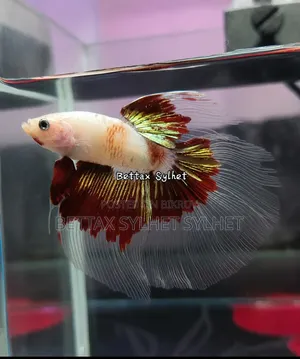 Glow Zebra Fish