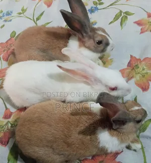 Rabbit Male Female Pair