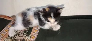 0-1 month Female Mixed Breed Cat