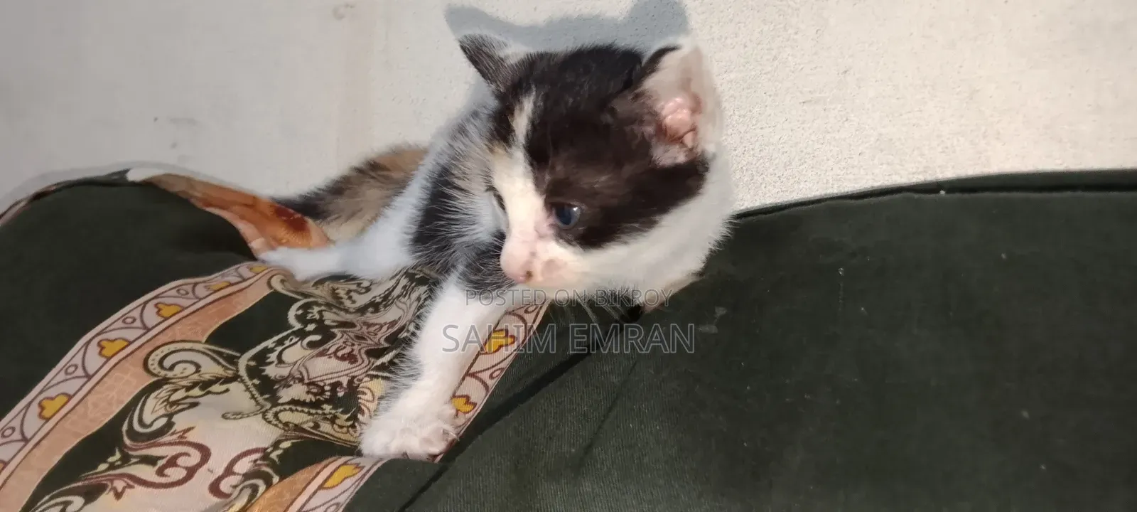 0-1 month Female Mixed Breed Cat