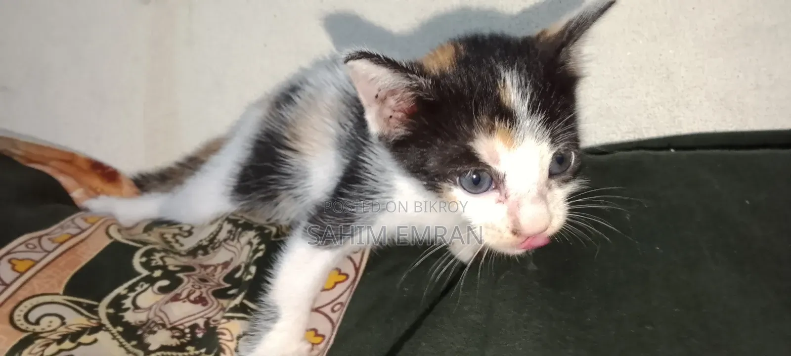 0-1 month Female Mixed Breed Cat